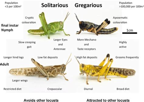 locust traduction|different types of locusts.